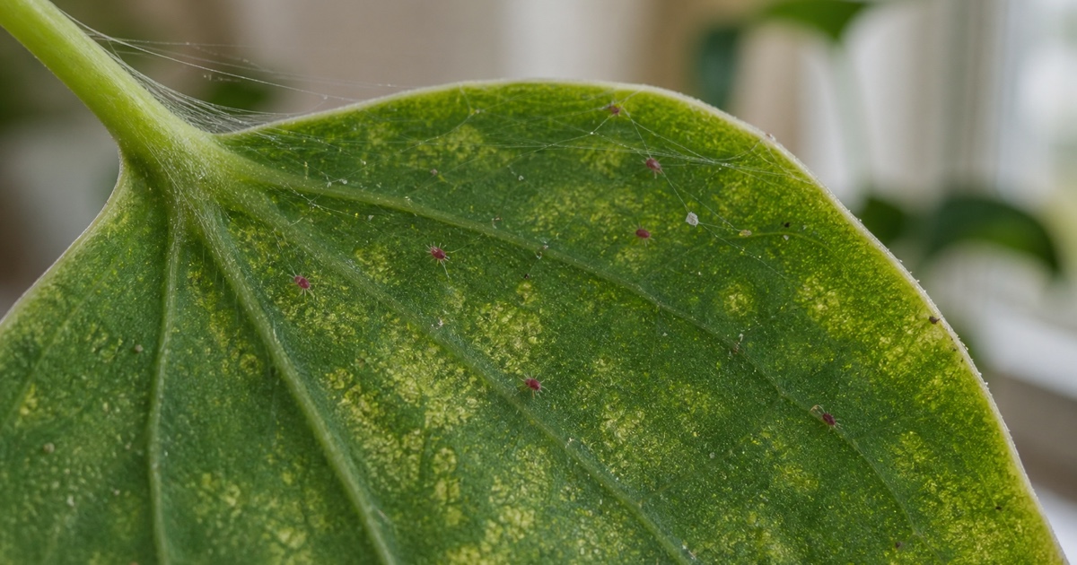 Hojas con punteado amarillo y telarañas finas causadas por araña roja