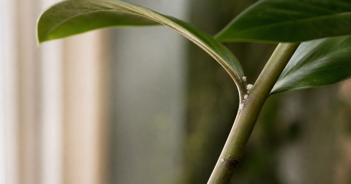 Cochinilla algodonosa: motas blancas algodonosas en el tallo de una planta
