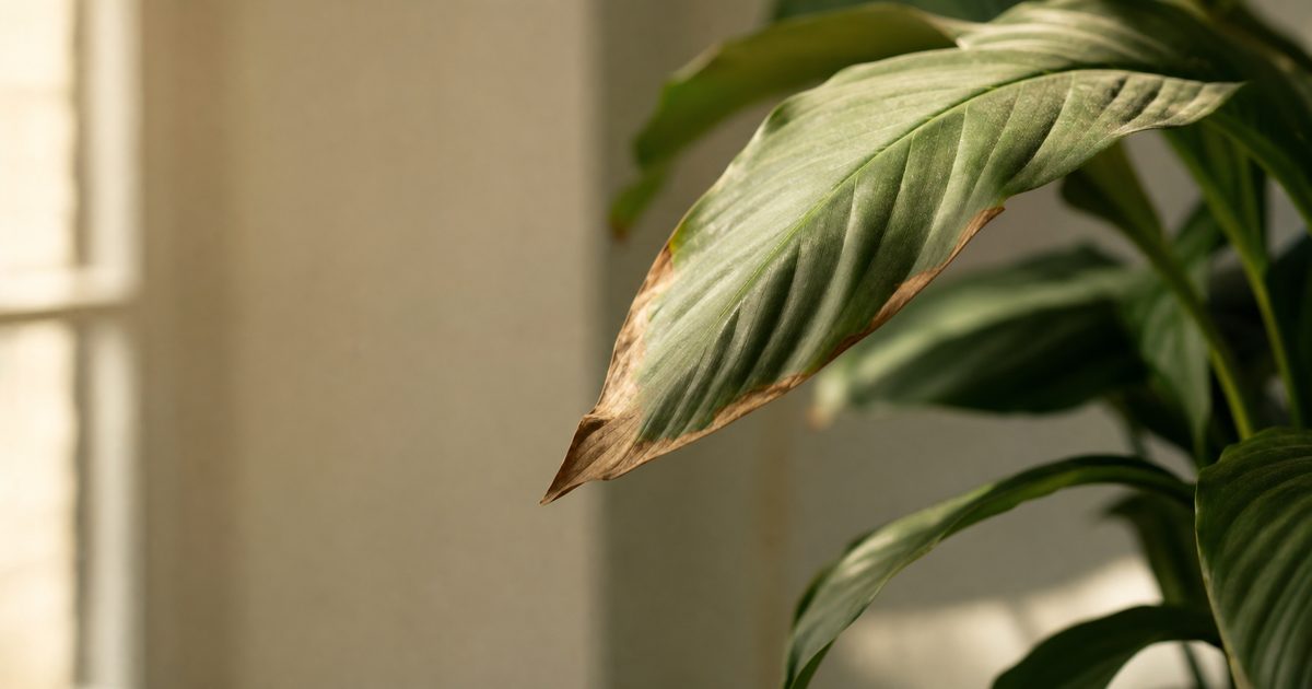 Puntas marrones y secas en las hojas de una planta de interior