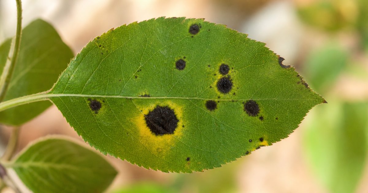 Hoja verde con manchas negras, una rodeada de un halo amarillo típico de una infección por hongo