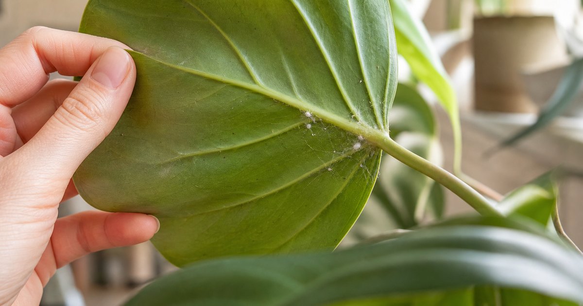 Primer plano del envés de la hoja de una planta de interior mientras una mano la revisa en busca de plagas