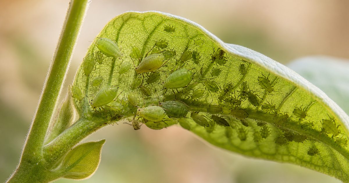 Colonia de pulgón verde en el envés de una hoja de planta
