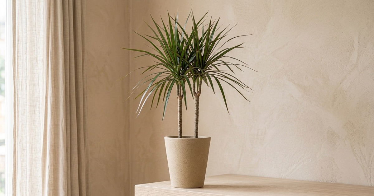 Drácena marginata de troncos finos y hojas estrechas en un interior minimalista